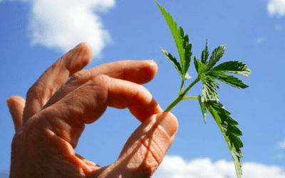 It is legal to grow CBD in Italy