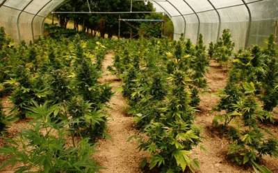 Cannabis cultivation decriminalized in Italy