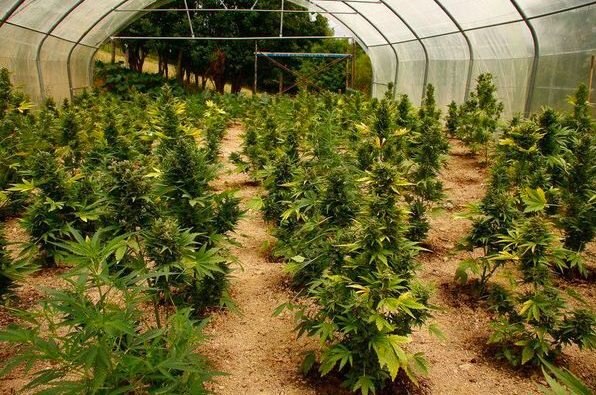 Cannabis cultivation in Italy