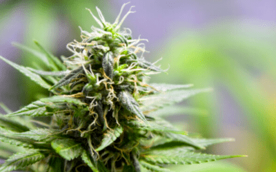 Marijuana: the cure for fibromyalgia