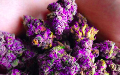 Purple weed